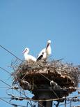 Elgersweierer Störche im Nest